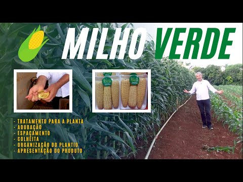 MILHO VERDE: ADUBAÇÃO E TRATAMENTO PARA FATURAR MUITO
