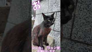 クンカクンカ　　　猫」「CAT & PEACE」 #猫動画 #野良猫 #ネコムート