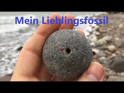 Ein seltener Fund bei Willhelmshöhe - Fossilien suchen an der Ostsee