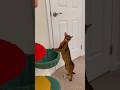 Abyssinian cat talking to kittens ❤️ Loud meows #abyssinian #meow #catvideos #catshorts #talkingcat