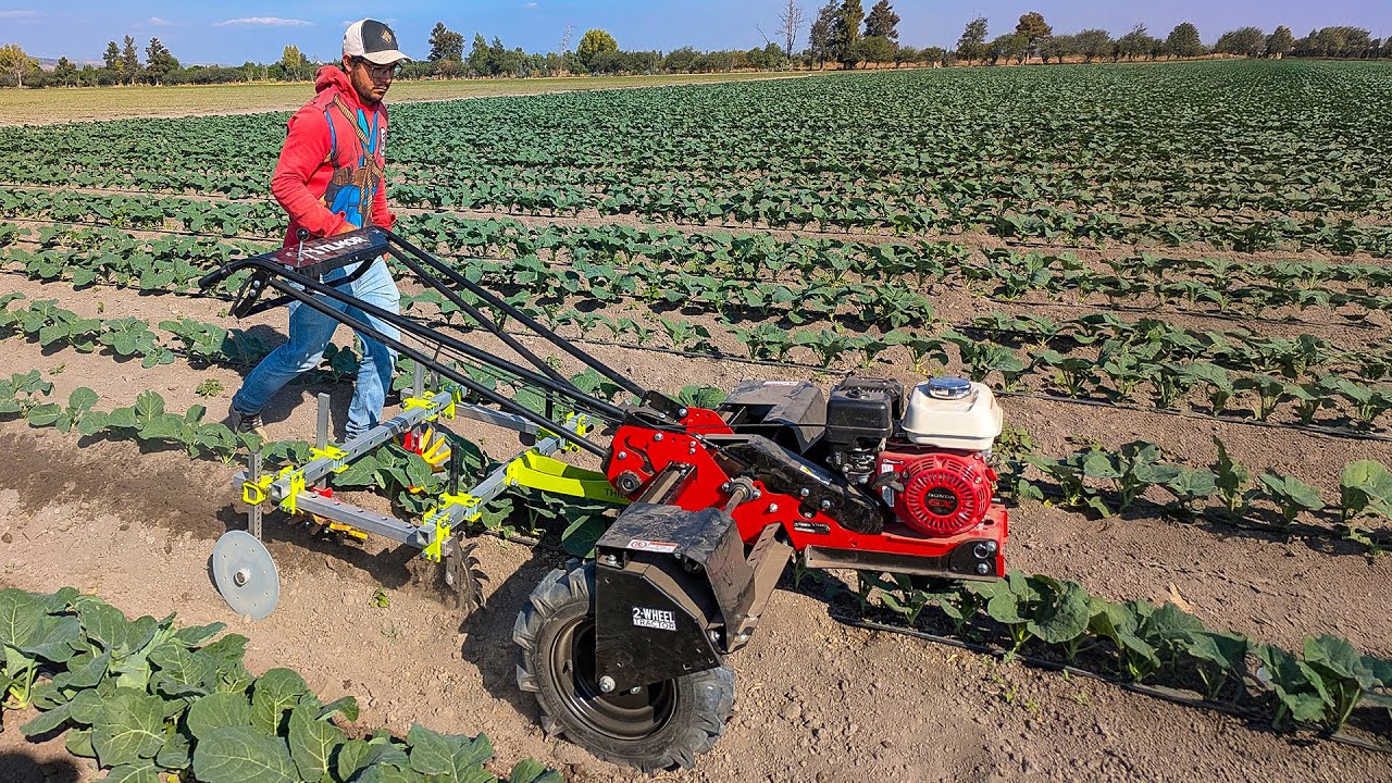 Boosting Fieldwork Efficiency In Mexico | Power Ox & Finger Weeders In Action