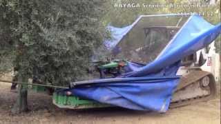 preview picture of video 'Recogida de aceituna con paraguas Bobcat - SERVICIOS AGRICOLAS BAEZA'