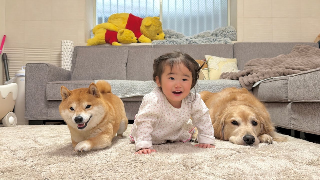 ハイハイを見せつける1歳児に負けじと得意のハイハイを披露する豆柴が可愛すぎました...