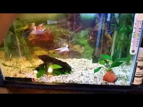 Clean betta fish tank. Ph perfect