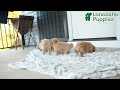 Maltipoo dogs for sale: Justin - Video 1