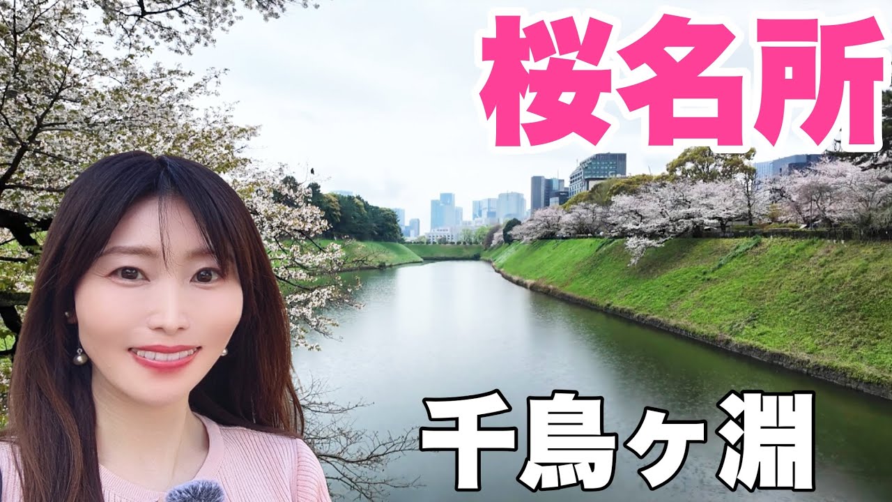 意外と快適！？雨のお花見🌸千鳥ヶ淵｜北の丸公園｜日比谷公園