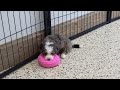 Mini Bernedoodle dogs for sale: Natalie - Video 1