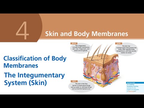 LESSON 7 - Skin and Body Membrane (the integumentary system-skin) - FIS1601