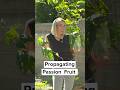 How To Propagate Passion Fruit Vines Passionfruitlovers Growpassionfruit