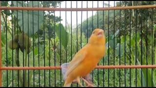 Download lagu Gacor Instan! Pemicu bagi Burung Kenari Muda untuk Mulai Berkicau & Bernyanyi mp3