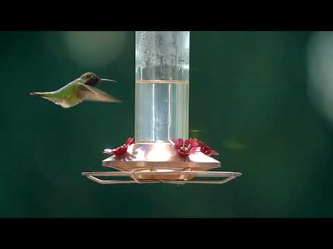 Male Anna's Hummingbird at feeder