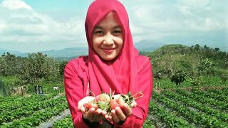 preview picture of video 'Wisata Baru Bener Meriah (Aceh Tengah) Kebun Strawberry'