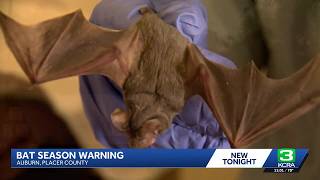 Auburn police warn residents as bat season picks up in foothills