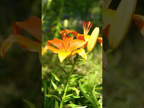 園芸 オレンジ色のユリ