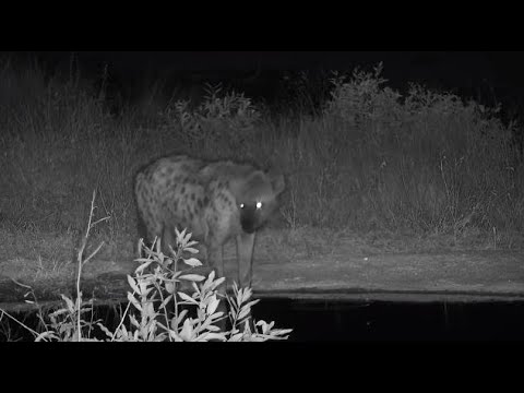 Djuma: Lone Hyena drinking - 19:10 - 08/12/20