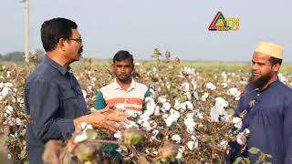 লাভজনক তুলা চাষে প্রায়োগিক গবেষণার সফলতা