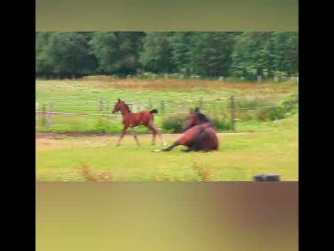 Bon Boleur LVST e Bon Coeur 1389