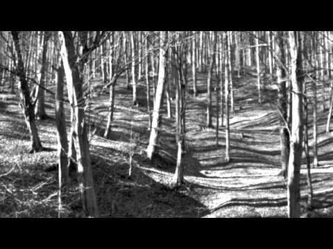 Dead Beat Project & Abstrakt Sound - Jamming with the Trees