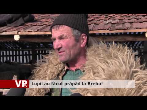 Lupii au făcut prăpăd la Brebu!