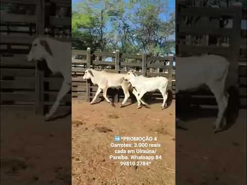➡️*PROMOÇÃO 4 Garrotes: 3.000 reais cada em Uiraúna/ Paraíba. Whatsapp 84 99810 2784*