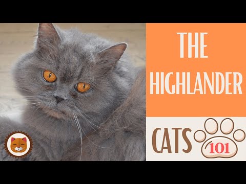 🐱 Cats 101 🐱 HIGHLANDER CAT - Top Cat Facts about the HIGHLANDER