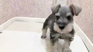 ミニチュアシュナウザーの動画01