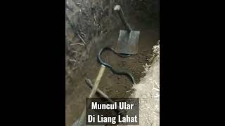 Download lagu There is a snake, try it, when digging the grave mp3