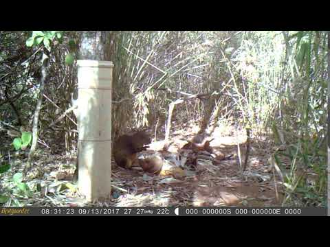 bicharada se divertindo na ceva