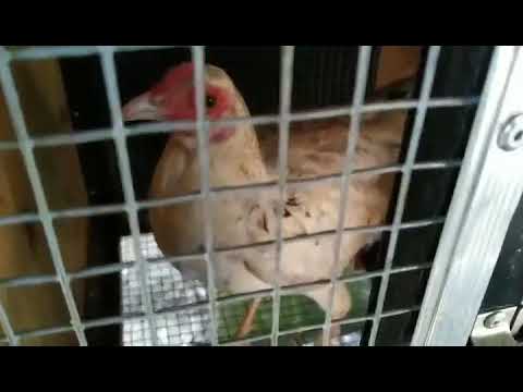 White Kelso x yellow legged hatch