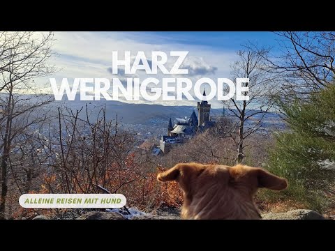 Harz | Wernigerode | Urlaub com Hund | Alleine Reisen com Hund