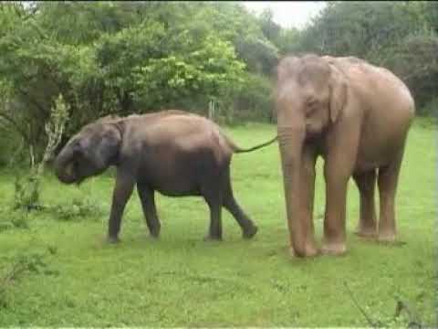 2004.11.20 YALA Safari Tour