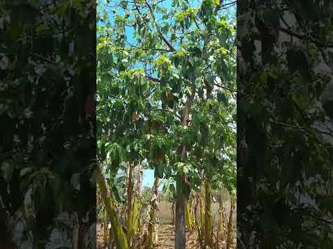 laguna de Retana el progreso Jutiapa