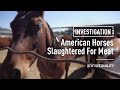 Investigation: Horses Slaughtered For Their Meat
