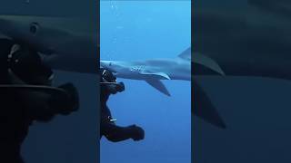 Download lagu Uncomfortably Close Shark Encounters mp3