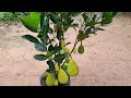 Creative Bud Crafting Jackfruit Tree With Onion Grow Fast 100% Success