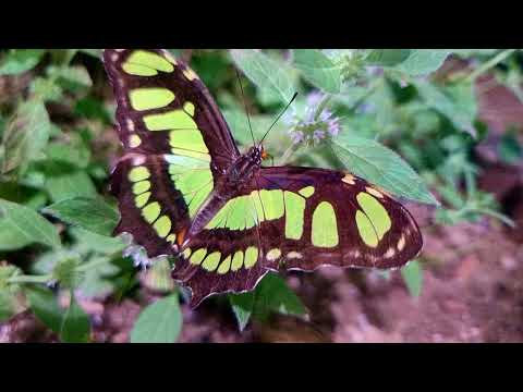 Wideo - Motylarnia w Porcie Władysławowo - YouTube