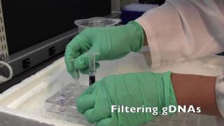 Rapidly prepare low viscosity tissue culture extracts for SDS-PAGE analysis.