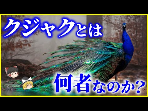 スフィンギ科について詳しく解説