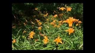 About Your Tiger Lilies