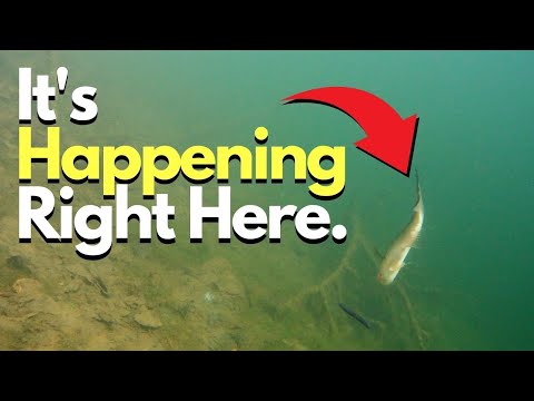 Most Important Bass Behavior to Understand