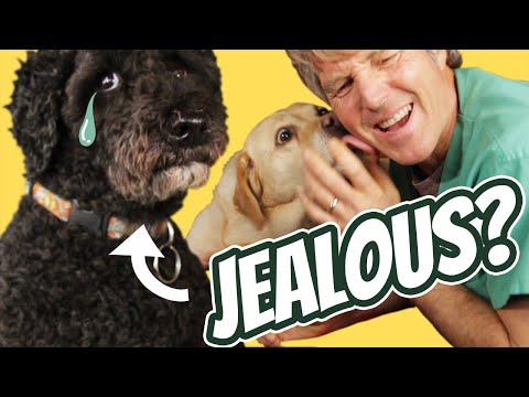 Why Is My Dog Jealous?
