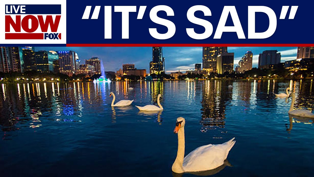 12 swans found dead at Orlando park sparking bird flu concerns