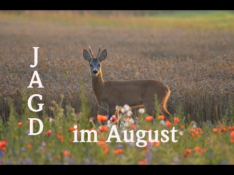 Jagd August 2016