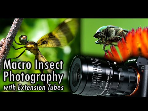 Macro Insect Photography with Macro Extension Tubes