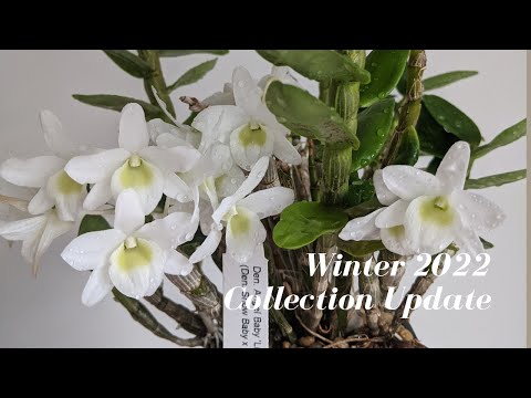 Winter 2022 Orchid Collection Update | I’m back! What’s in Bloom lately?