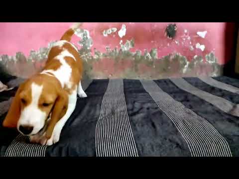 my dog Vlogs #4 ||the. mithun Vlogs