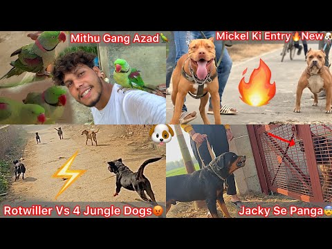 Mithu Gang Ko Azad Kiya🦜😍Farm P Mickel Ki Entry New Dog🐶Large Size Pitbull🔥Jacky Se Panga Hua😨