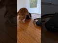 They Never Get Bored Tuxedo Vs Ginger Cat Fight