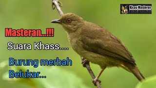 Download lagu 🔴MASTERAN...‼️ Jerniiihhh... Suara khas BURUNG MERBAH BELUKAR. mp3