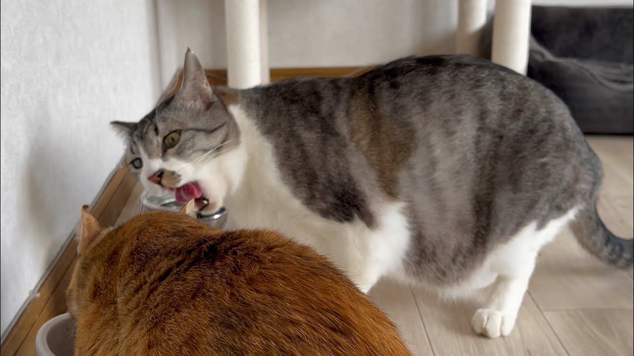 食べた後の口周りの不快感